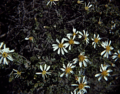 APII jpeg image of Olearia calcarea  © contact APII