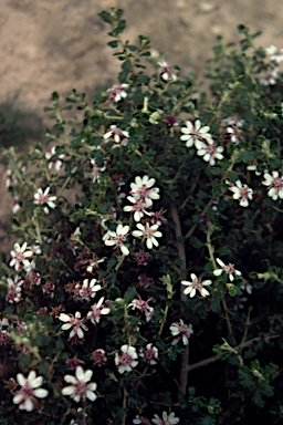 APII jpeg image of Olearia exiguifolia  © contact APII