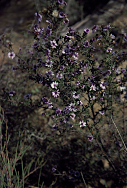 APII jpeg image of Olearia muricata  © contact APII