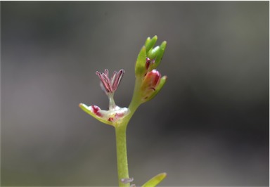 APII jpeg image of Myriophyllum striatum  © contact APII