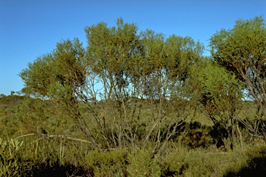 APII jpeg image of Eucalyptus microschema  © contact APII