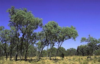 APII jpeg image of Eucalyptus microtheca  © contact APII