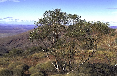 APII jpeg image of Eucalyptus pilbarensis  © contact APII