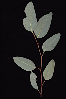 APII jpeg image of Eucalyptus xerothermica  © contact APII