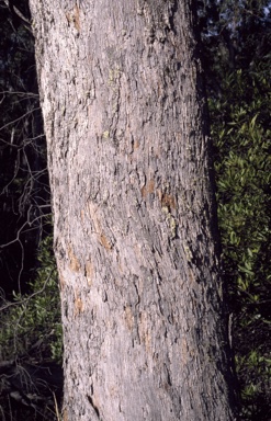 APII jpeg image of Eucalyptus radiata  © contact APII