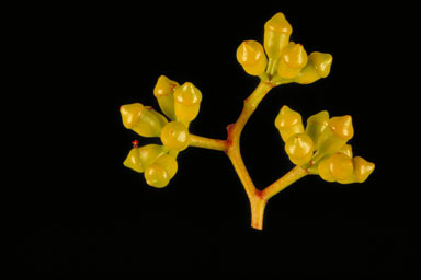 APII jpeg image of Corymbia bloxsomei  © contact APII
