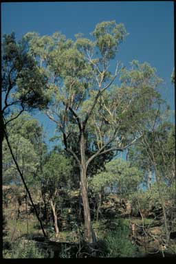APII jpeg image of Eucalyptus decorticans  © contact APII