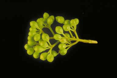 APII jpeg image of Corymbia deserticola  © contact APII