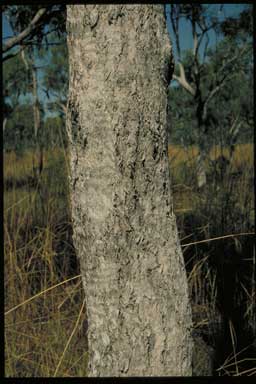 APII jpeg image of Eucalyptus obconica  © contact APII