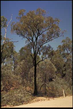 APII jpeg image of Eucalyptus tholiformis  © contact APII