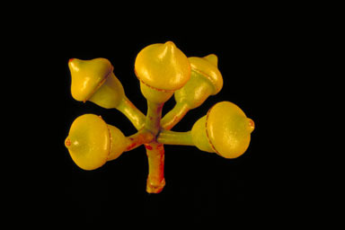 APII jpeg image of Corymbia watsoniana  © contact APII
