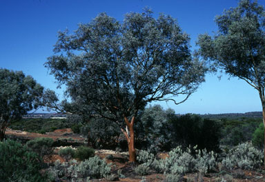APII jpeg image of Eucalyptus campaspe  © contact APII