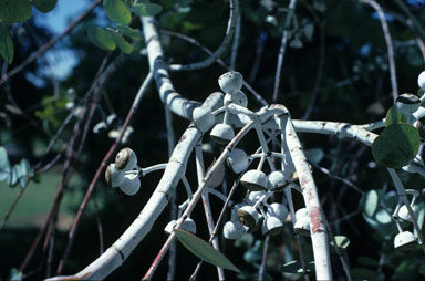 APII jpeg image of Eucalyptus crucis subsp. crucis  © contact APII