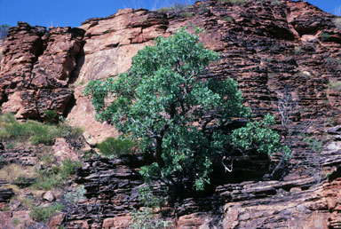 APII jpeg image of Eucalyptus brachyandra  © contact APII