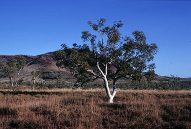 APII jpeg image of Eucalyptus leucophloia subsp. leucophloia  © contact APII