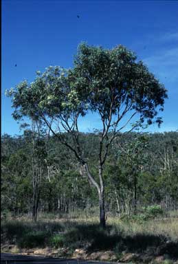 APII jpeg image of Eucalyptus lockyeri subsp. lockyeri  © contact APII