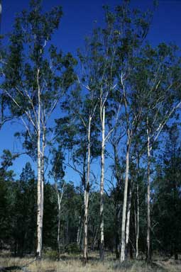 APII jpeg image of Eucalyptus longirostrata  © contact APII