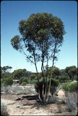 APII jpeg image of Eucalyptus annulata  © contact APII