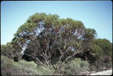 APII jpeg image of Eucalyptus conglobata  © contact APII