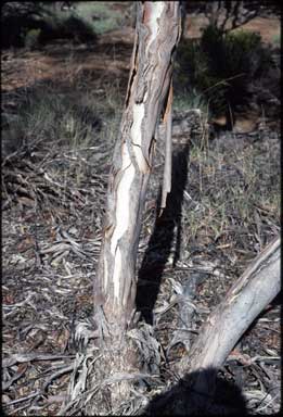 APII jpeg image of Eucalyptus cyclostoma  © contact APII