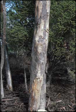 APII jpeg image of Eucalyptus densa subsp. densa  © contact APII