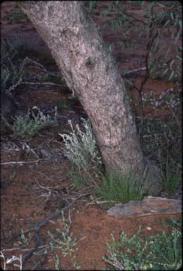 APII jpeg image of Eucalyptus dolichocera  © contact APII