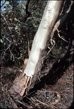 APII jpeg image of Eucalyptus eudesmioides subsp. eudesmioides  © contact APII