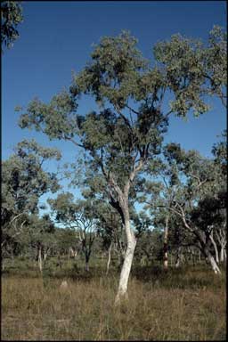 APII jpeg image of Eucalyptus microneura  © contact APII
