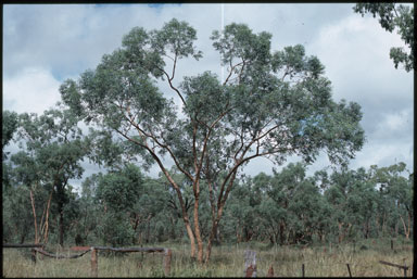 APII jpeg image of Eucalyptus similis  © contact APII