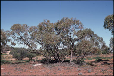 APII jpeg image of Eucalyptus socialis  © contact APII