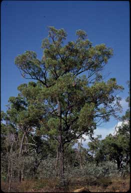APII jpeg image of Eucalyptus suffulgens  © contact APII