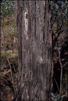 APII jpeg image of Eucalyptus suffulgens  © contact APII