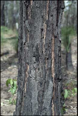 APII jpeg image of Eucalyptus taurina  © contact APII