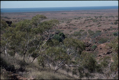 APII jpeg image of Eucalyptus ultima  © contact APII