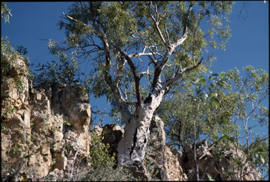 APII jpeg image of Eucalyptus umbrawarrensis  © contact APII