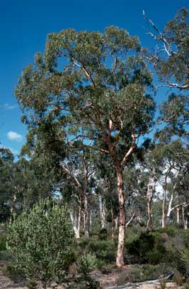 APII jpeg image of Eucalyptus accedens  © contact APII