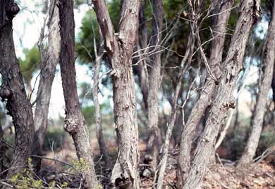 APII jpeg image of Eucalyptus arachnaea  © contact APII
