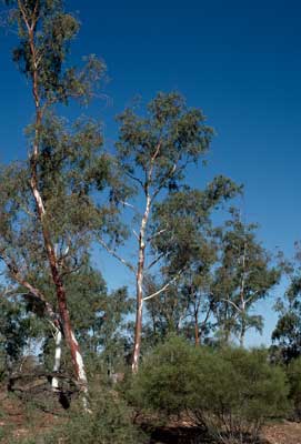 APII jpeg image of Eucalyptus camaldulensis var. obtusa  © contact APII