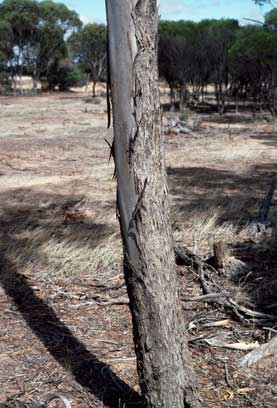 APII jpeg image of Eucalyptus celastroides subsp. virella  © contact APII