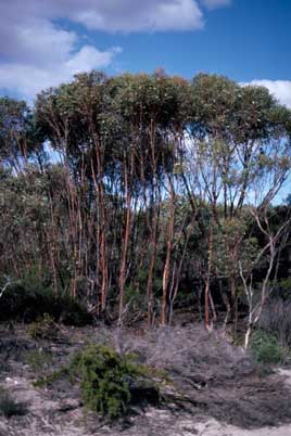 APII jpeg image of Eucalyptus cernua  © contact APII
