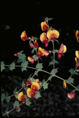 APII jpeg image of Bossiaea aquifolium subsp. aquifolium  © contact APII