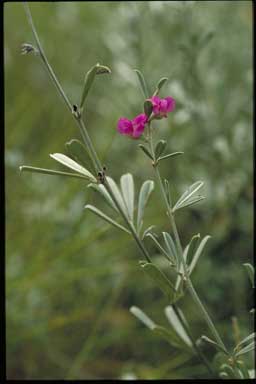 APII jpeg image of Tephrosia rosea var. Napier Range (C.R.Dunlop 7760  © contact APII