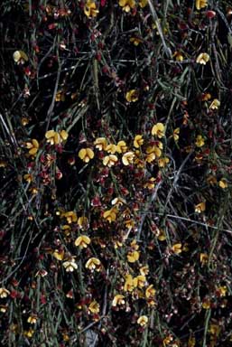 APII jpeg image of Bossiaea riparia  © contact APII