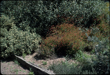 APII jpeg image of Chorizema ilicifolium  © contact APII
