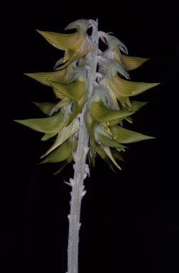 APII jpeg image of Crotalaria cunninghamii  © contact APII