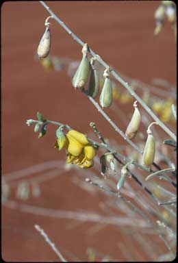 APII jpeg image of Crotalaria eremaea  © contact APII