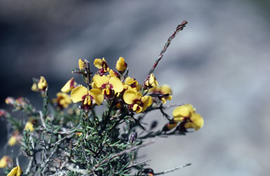 APII jpeg image of Dillwynia ramosissima  © contact APII