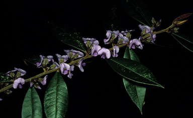 APII jpeg image of Hovea acutifolia  © contact APII