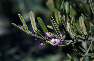 APII jpeg image of Hovea purpurea  © contact APII