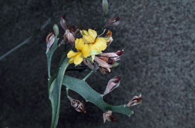 APII jpeg image of Jacksonia grevilleoides  © contact APII